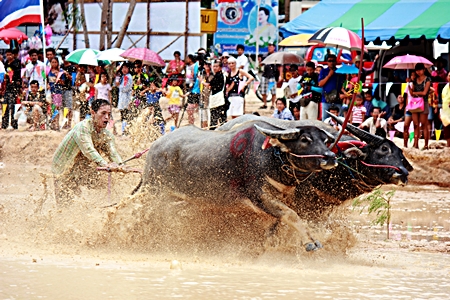 The heavy overnight rains certainly added a different challenge when traditional buffalo racing came to Mabprachan Reservoir in Pattaya Aug. 19, along with a festival that also featured greased pole climbing and a duck rodeo.